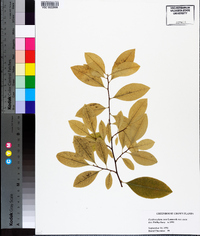 Erythroxylum coca image