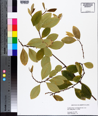 Erythroxylum coca image