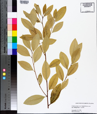 Erythroxylum coca image