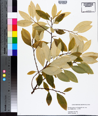 Erythroxylum coca image