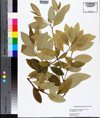 Erythroxylum coca image