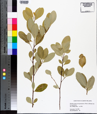 Erythroxylum coca image