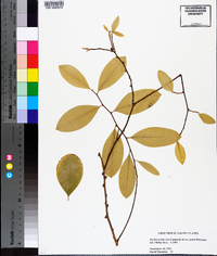 Erythroxylum coca image