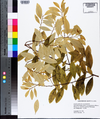 Erythroxylum coca image