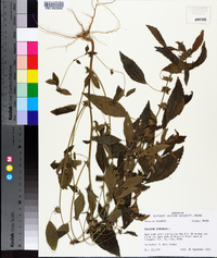 Acalypha virginica image