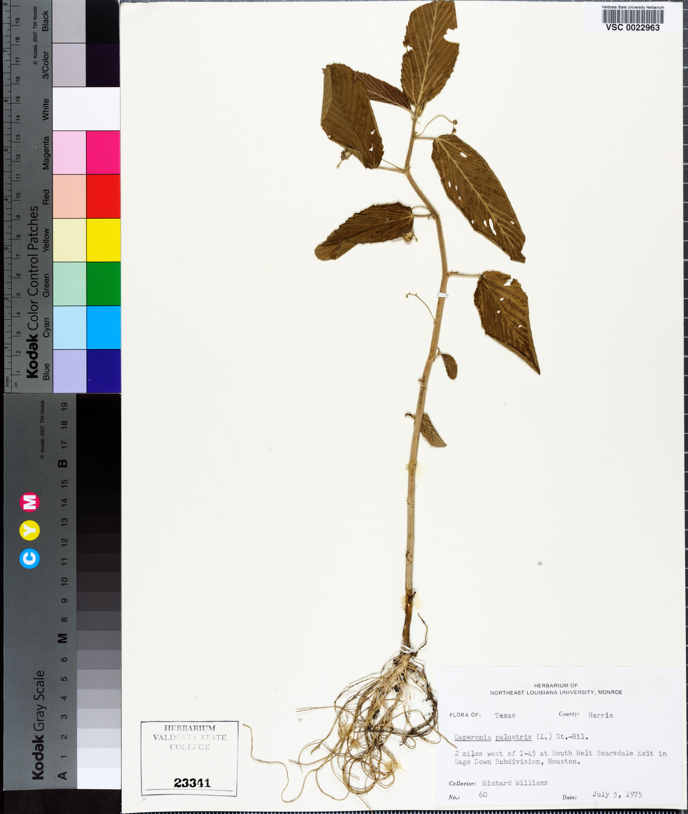 Caperonia image
