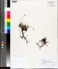 Chamaesyce deltoidea subsp. serpyllum image