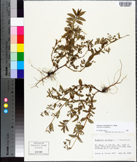 Chamaesyce hyssopifolia image