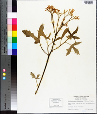 Cnidoscolus urens image