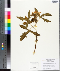 Cnidoscolus urens image