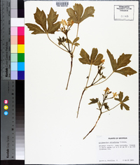 Cnidoscolus urens image