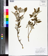 Croton alabamensis image