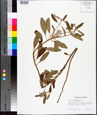 Croton argyranthemus image