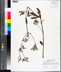 Croton argyranthemus image