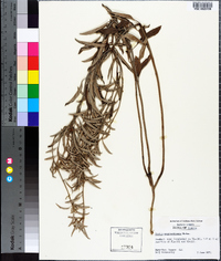 Croton argyranthemus image