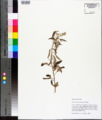 Croton argyranthemus image