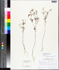Croton michauxii image