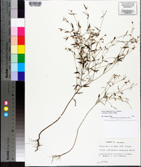 Croton michauxii image