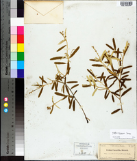 Croton linearis image