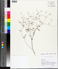 Euphorbia curtisii image