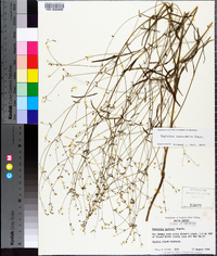 Euphorbia discoidalis image