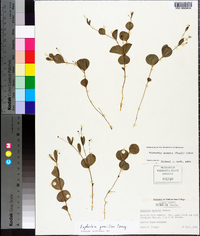 Euphorbia exserta image