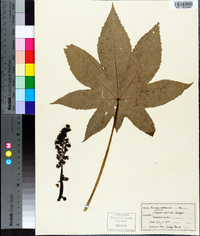 Ricinus communis image