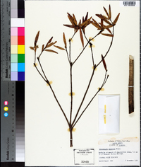 Stillingia aquatica image