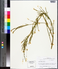Aeschynomene indica image