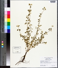 Aeschynomene viscidula image