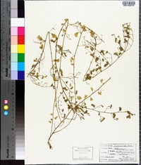 Aeschynomene viscidula image