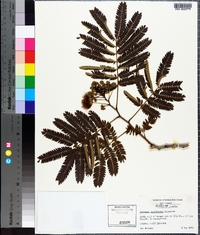 Albizia julibrissin image