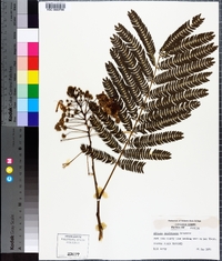 Albizia julibrissin image