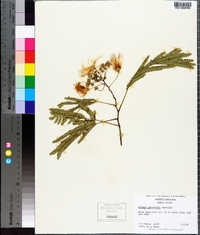 Albizia julibrissin image