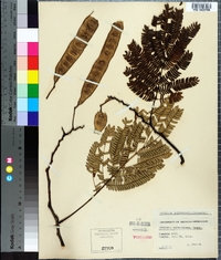 Albizia julibrissin image