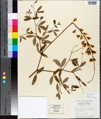 Baptisia albescens image