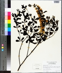 Baptisia alba image