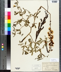 Baptisia albescens image