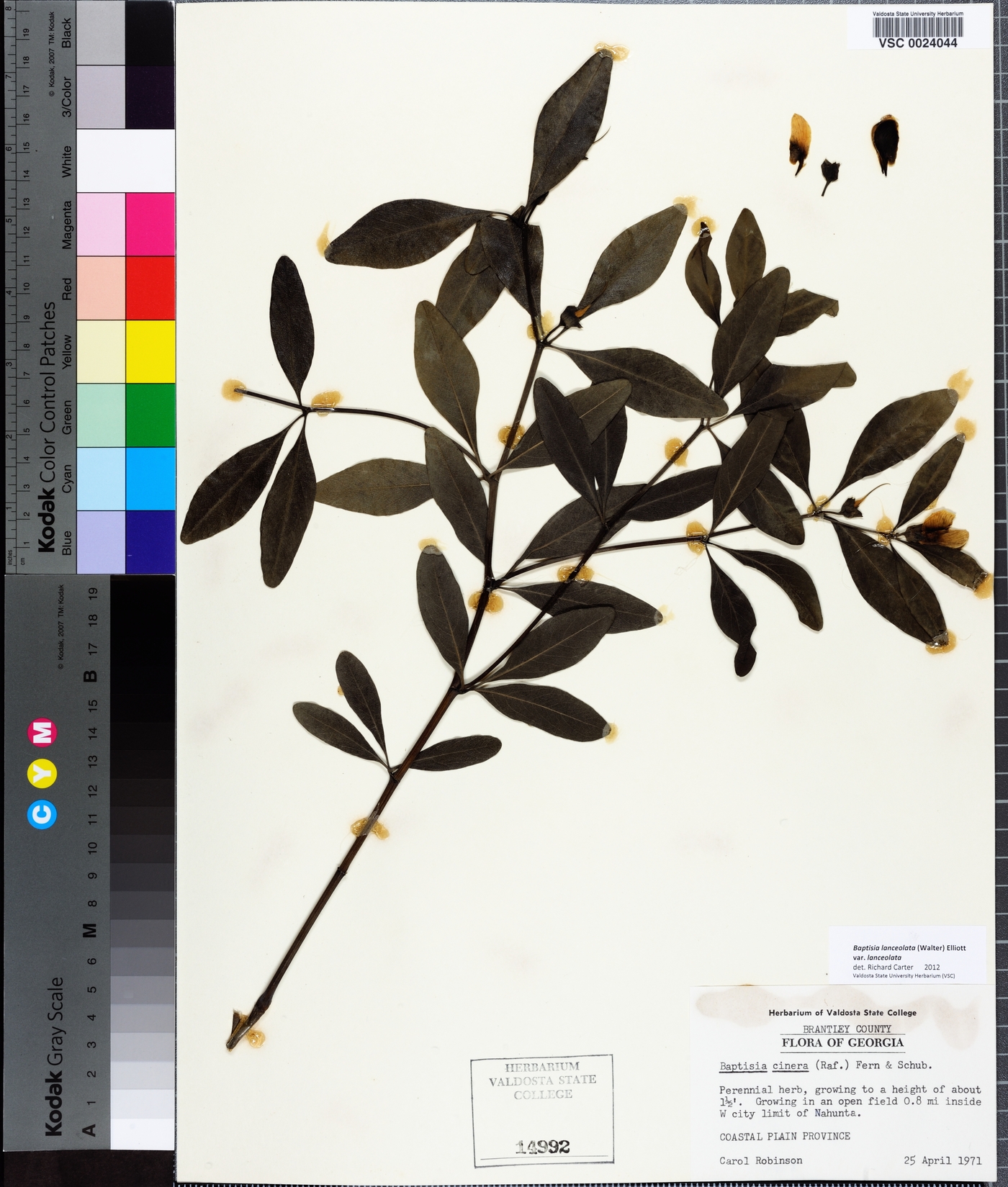 Baptisia lanceolata image