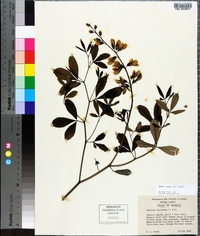 Baptisia alba image