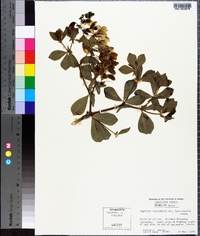 Baptisia bracteata image