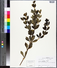 Baptisia nuttalliana image