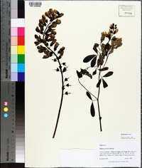 Baptisia alba image