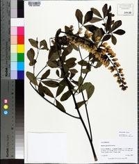 Baptisia alba image