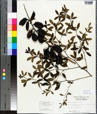 Baptisia alba image