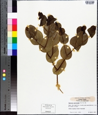 Baptisia perfoliata image