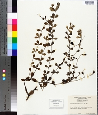 Baptisia tinctoria image