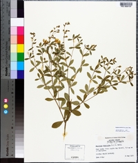 Baptisia lecontei image