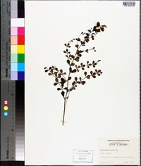 Baptisia tinctoria image