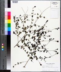 Baptisia tinctoria image